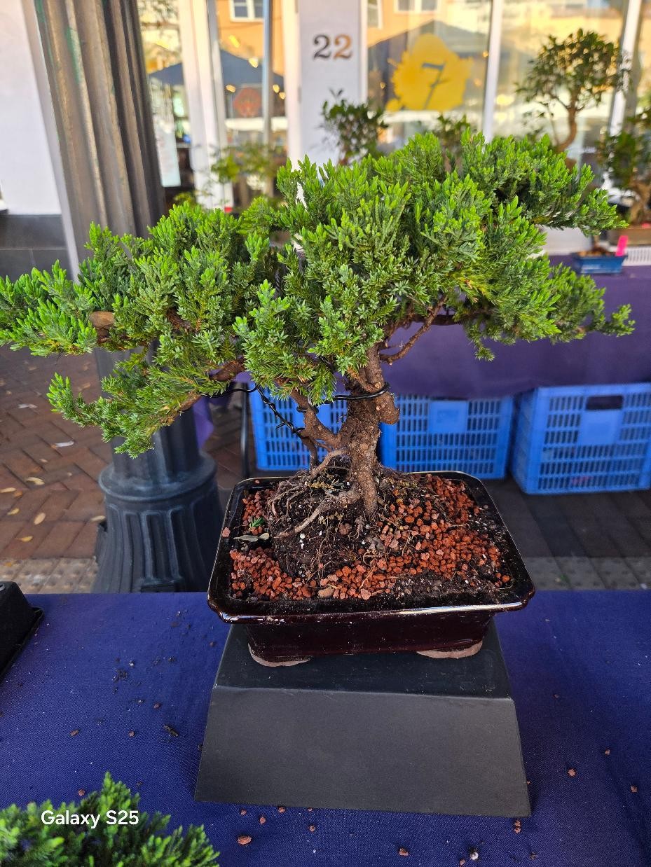 TRADTIONAL JUNIPER bonsai tree STYLED 9yr old