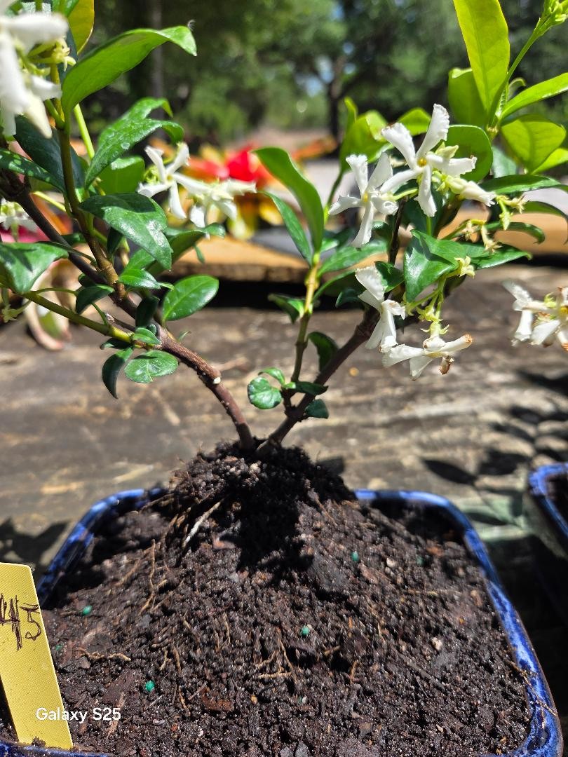 WHITE FLOWERING JASMINE BONSAI TREE