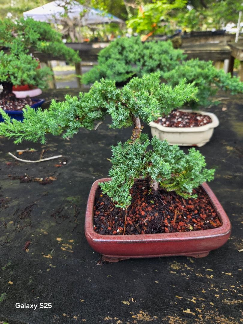 Juniper trained 10y7rs