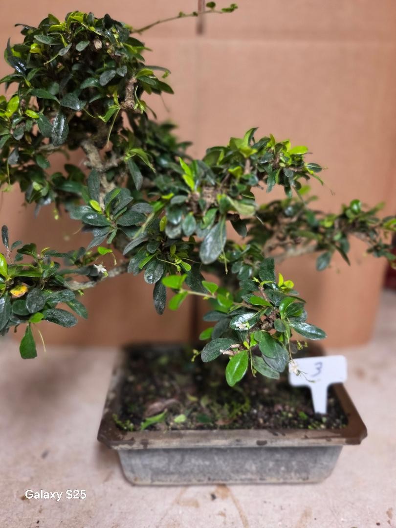 17yr FUKIEN TEA