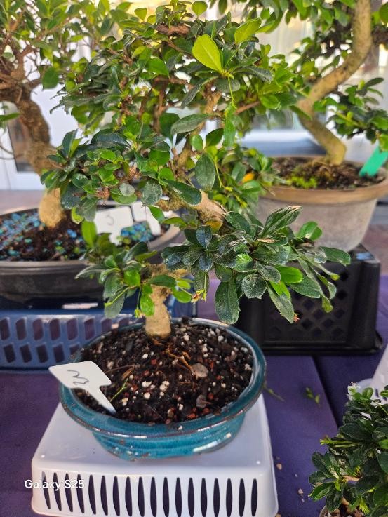 17yr FUKIEN TEA