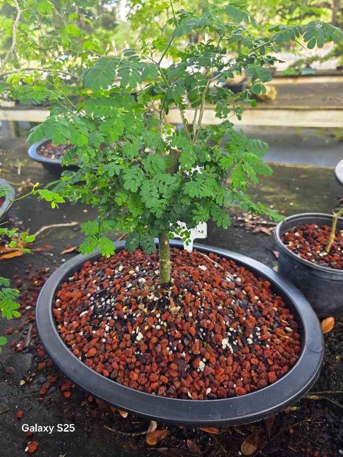 LOUSBONSAI RAINTREE VERY SORT AFTER