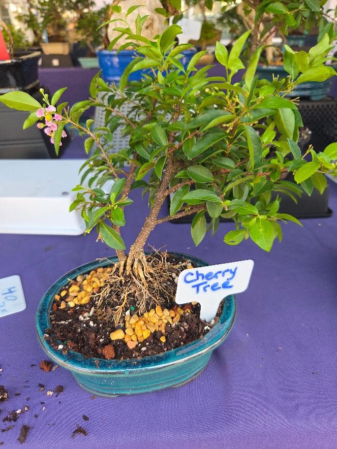 Flowering Cherry Indoor Bonsai Tree