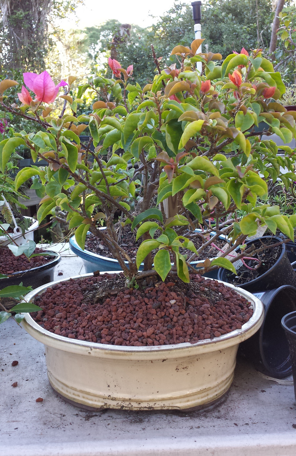 Flowering Red and Orange Bougainvillea Bonsai Tree 20yrs Old