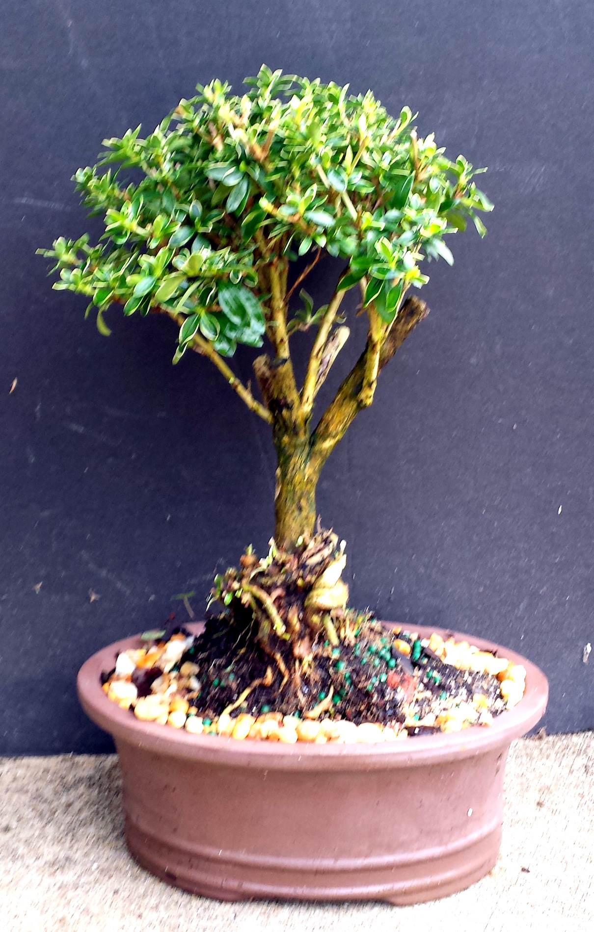 Varigated Serissa Flowering Aerial Roots bonsai tree