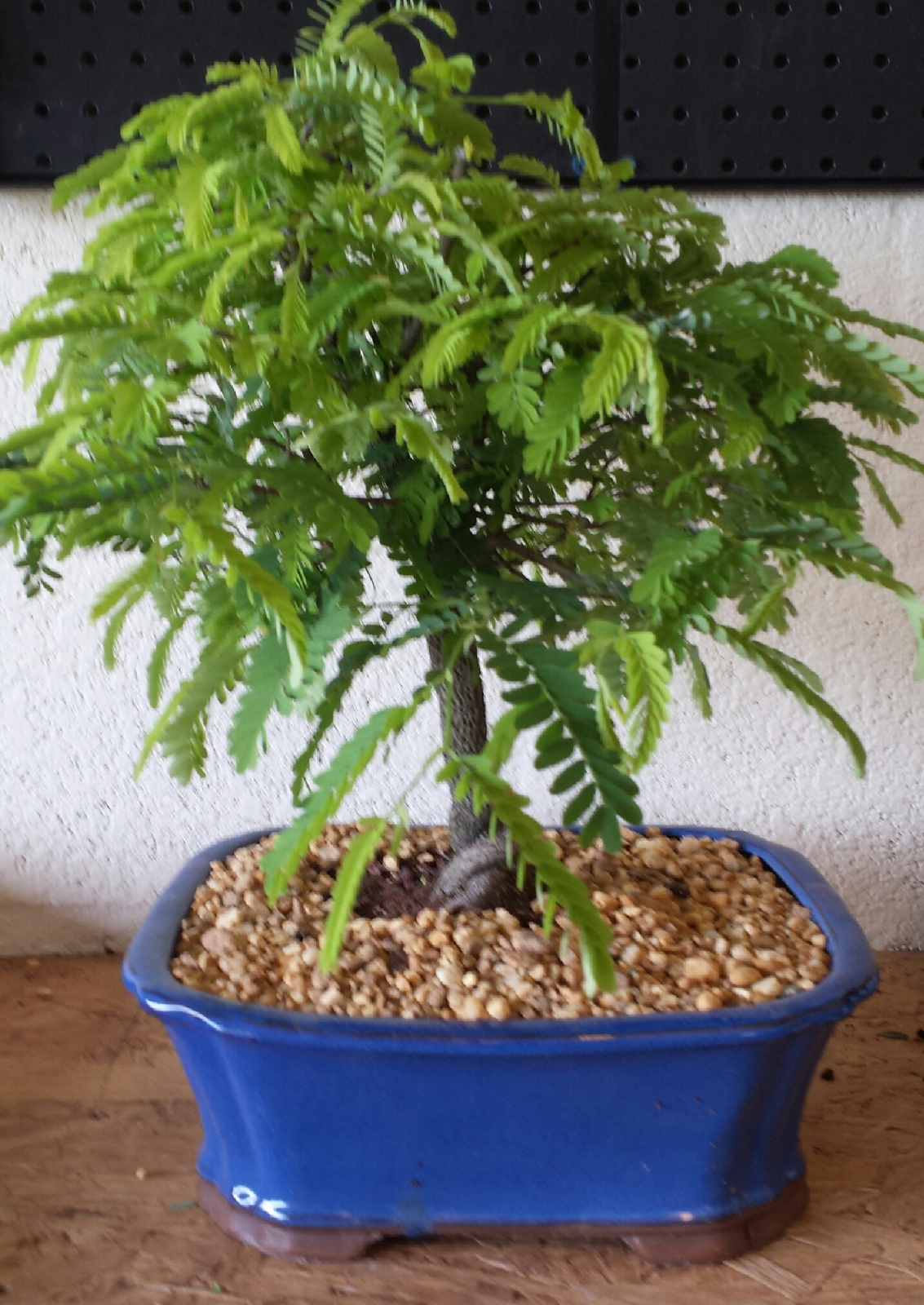 Tamarind Specimen Bonsai Tree 20yrs Old