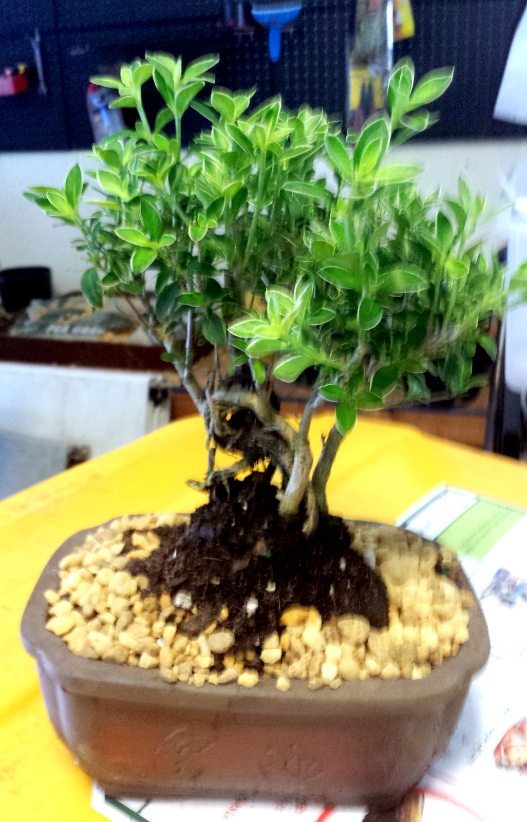 Banyan Serissa White Flowering Bonsai Tree MEDIUM