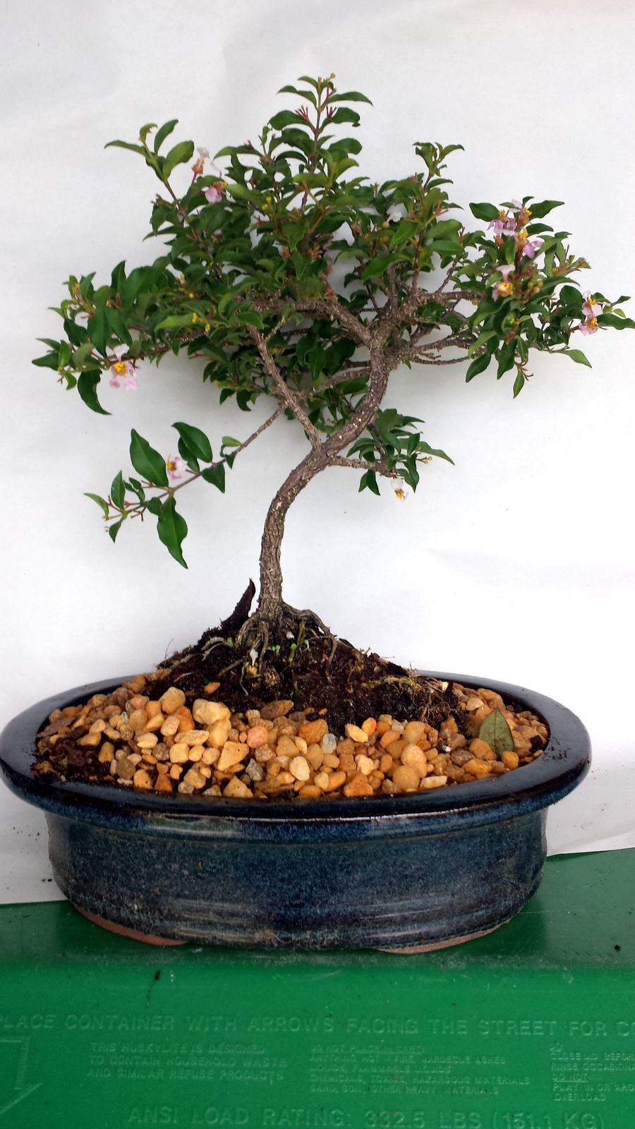 9Yr Flowering Weeping Cherry Bonsai Tree By Lousbonsai