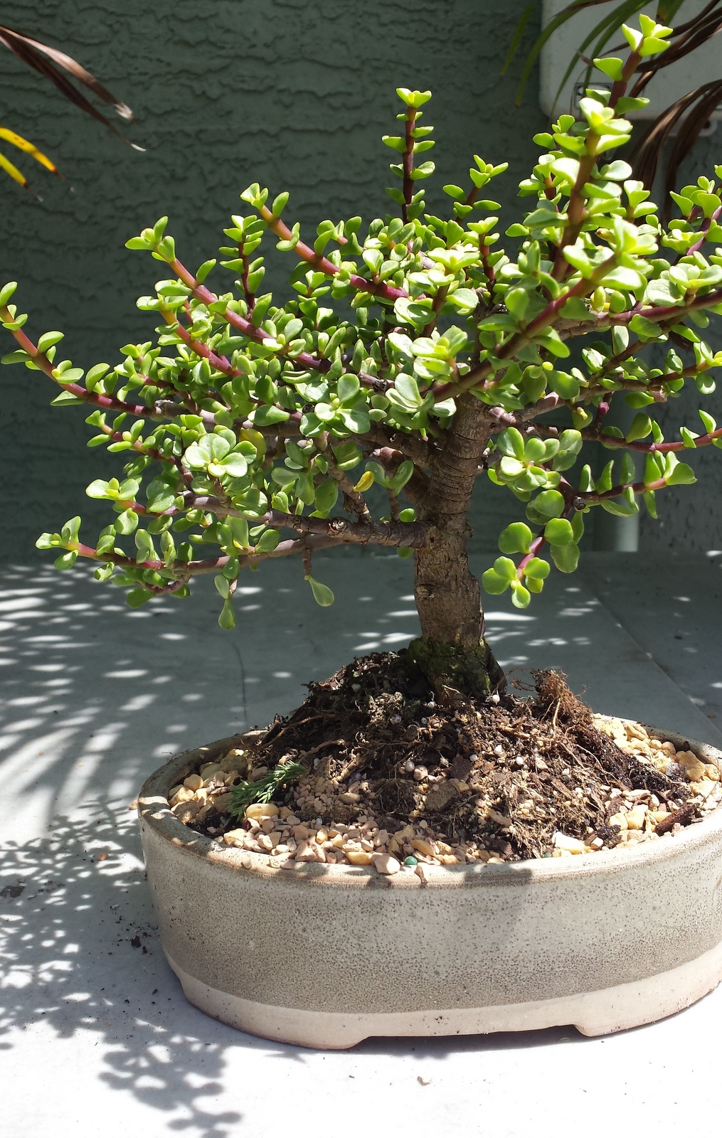 Dwarf Varigated Small Leaf Jade Bonsai Tree