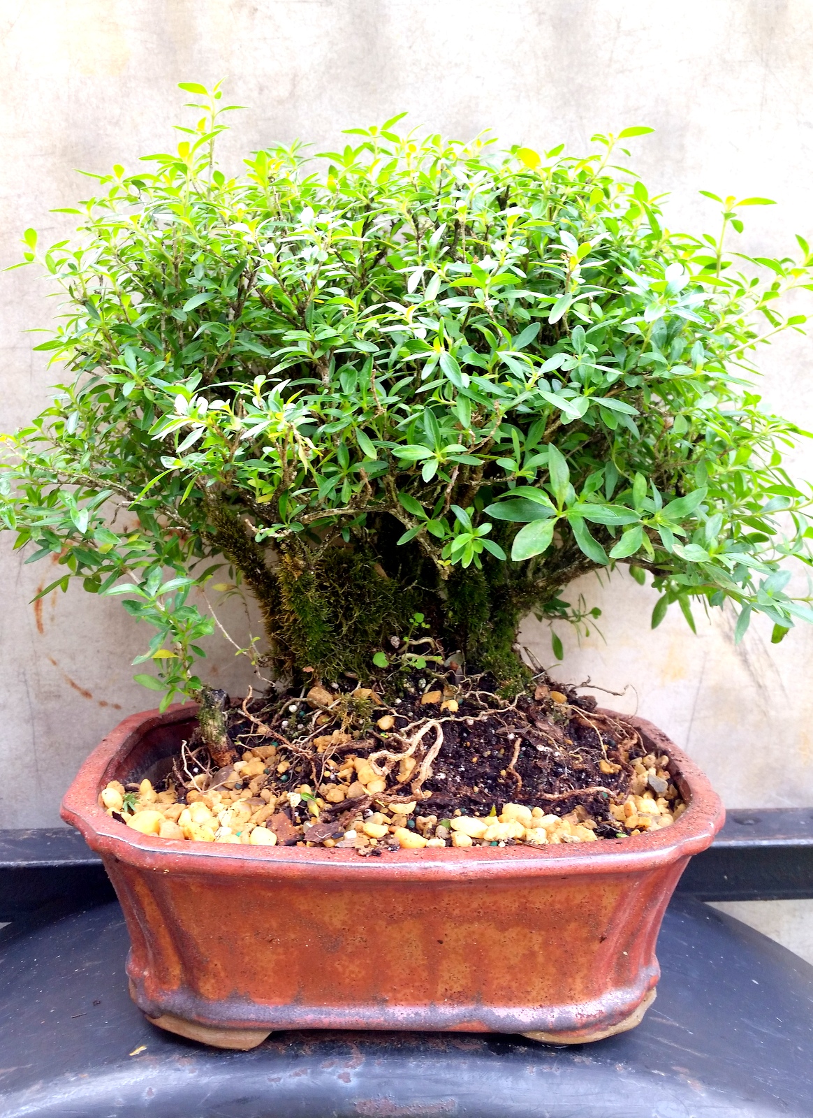 Clump Style White Flowering Serissa Bonsai Tree By Lousbonsai