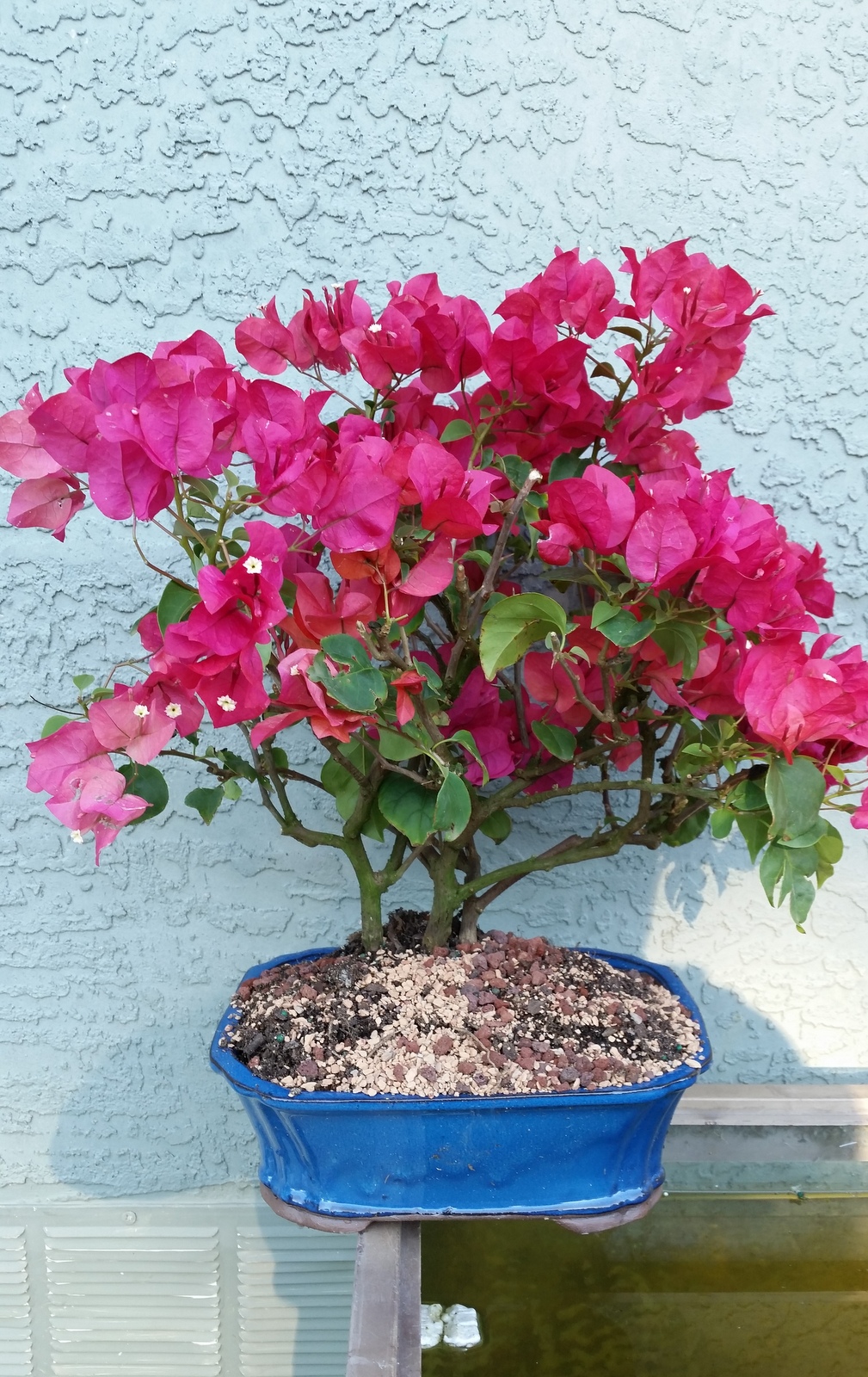 12yrs Orange Bougainvillea specimen bonsai tree.