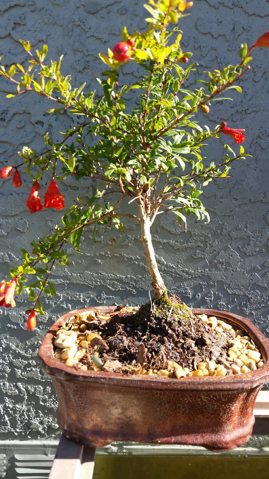 Pomegrante Bonsai Tree in 8 inch pot