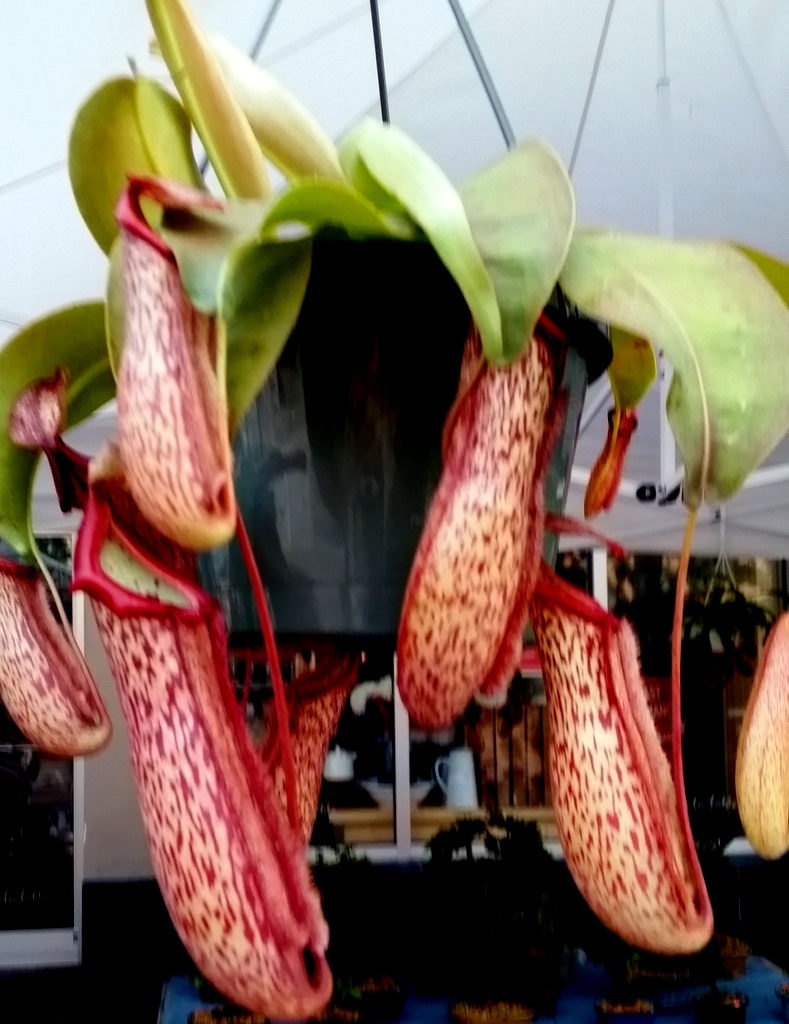 Large Miranda Pitcher plants white 8 inch hanging Miranda