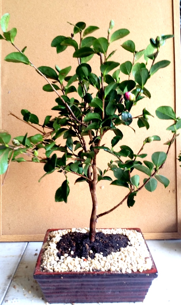 Pink Camellia Flowering Specimen Bonsai Tree 15yrs Old