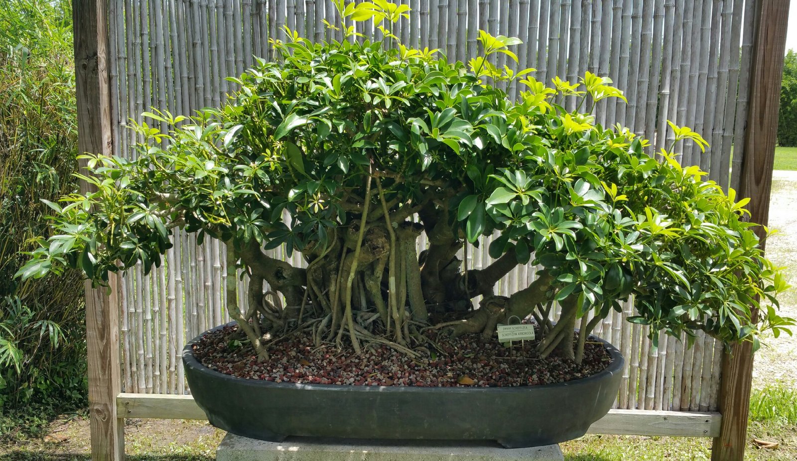 MONSTER UMBRELLA FOREST PLANTING (SOLD)