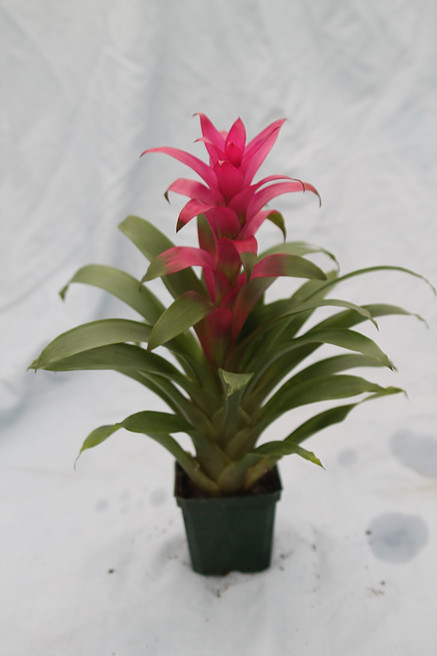 bromeliad
