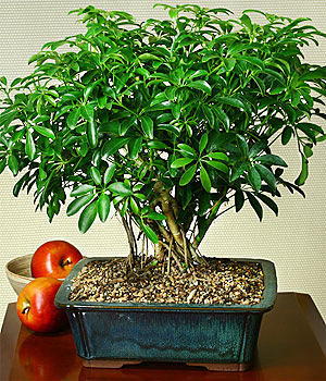 Dwarf Umbrella Aerial Roots bonsai tree