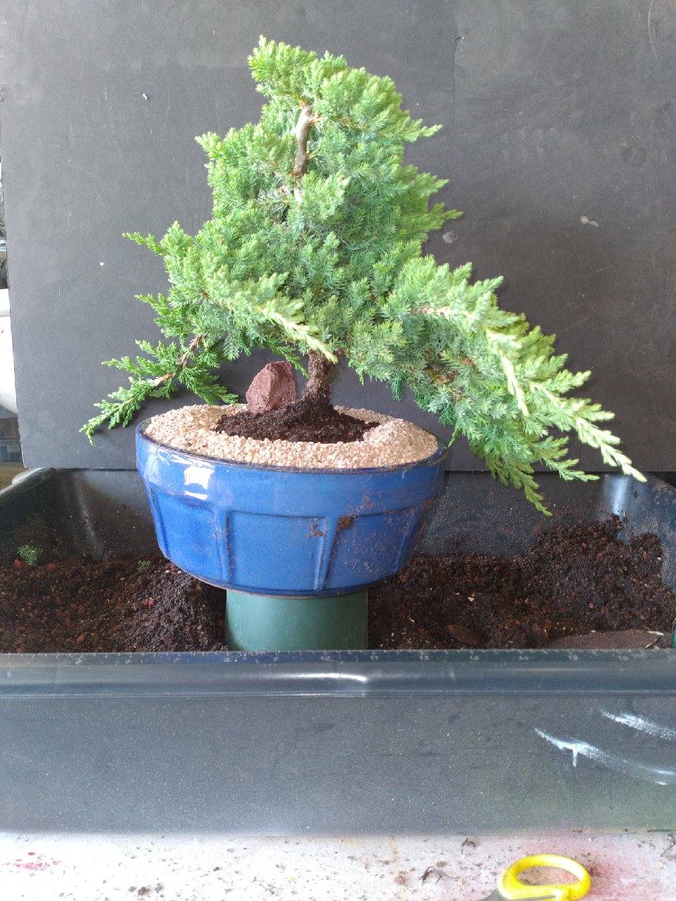 TRADITIONAL BONSAI TREE SIGNED BY ARTIST MASTER ANGIE AND NUMBERED AND DATED