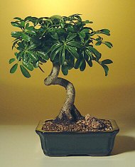 Coiled Hawiian Umbrella Bonsai Tree