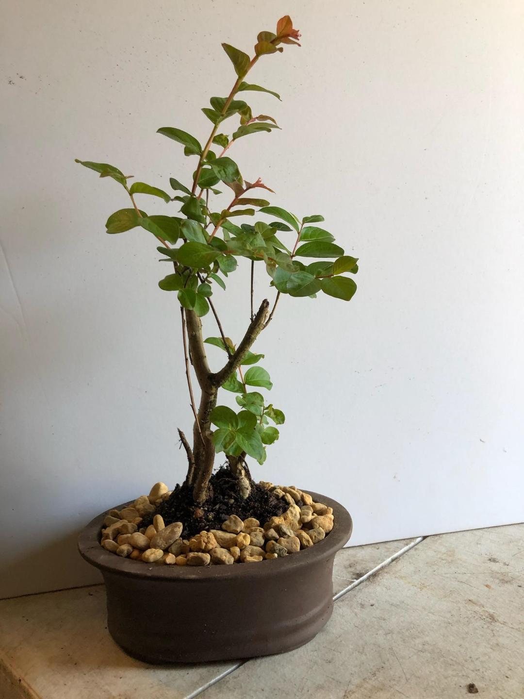 Deep Red Crape Myrtle bonsai tree in 8 inch pot.