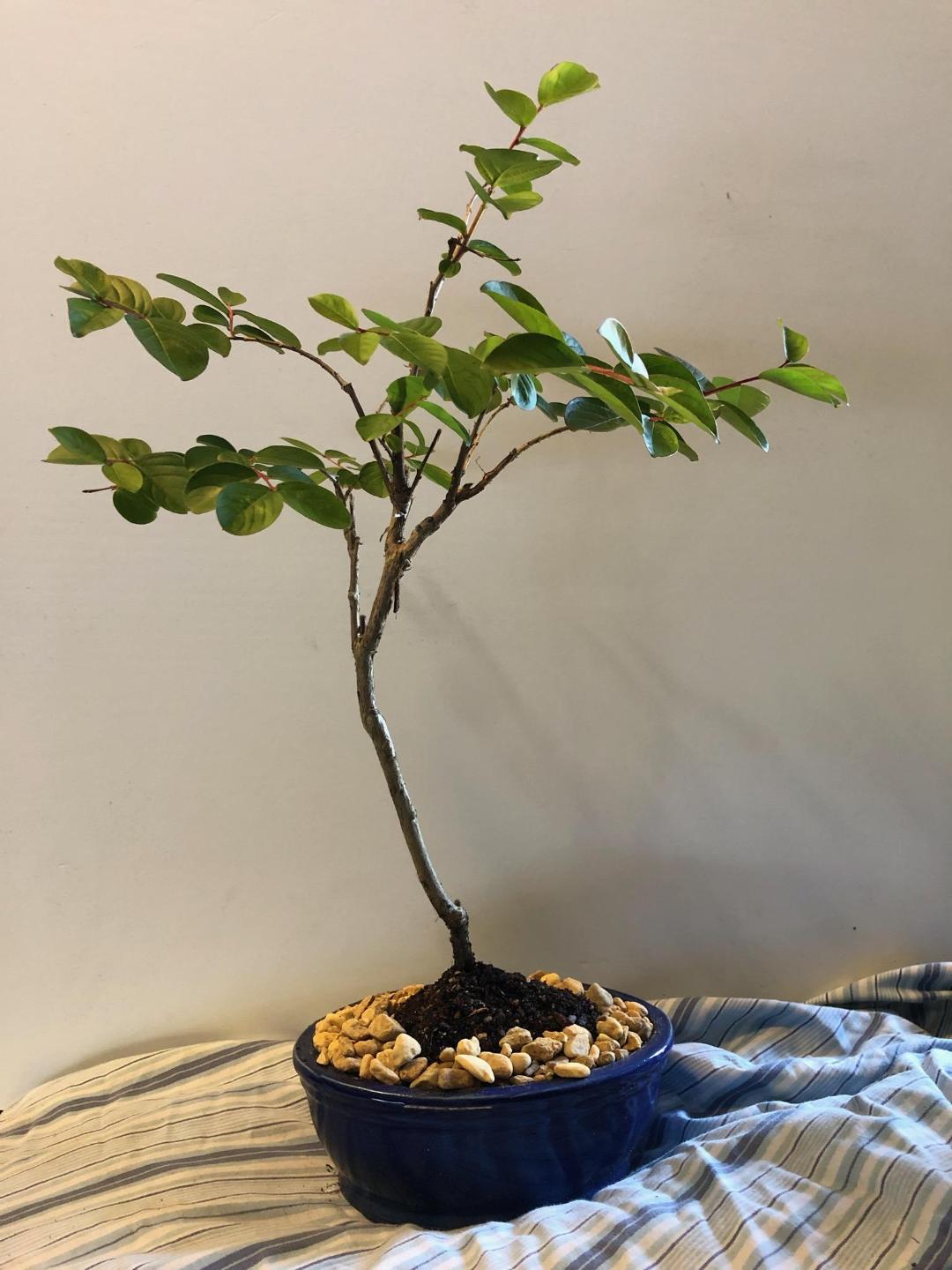 Deep Red Crepe Myrtle Bonsai Tree What blooms.....