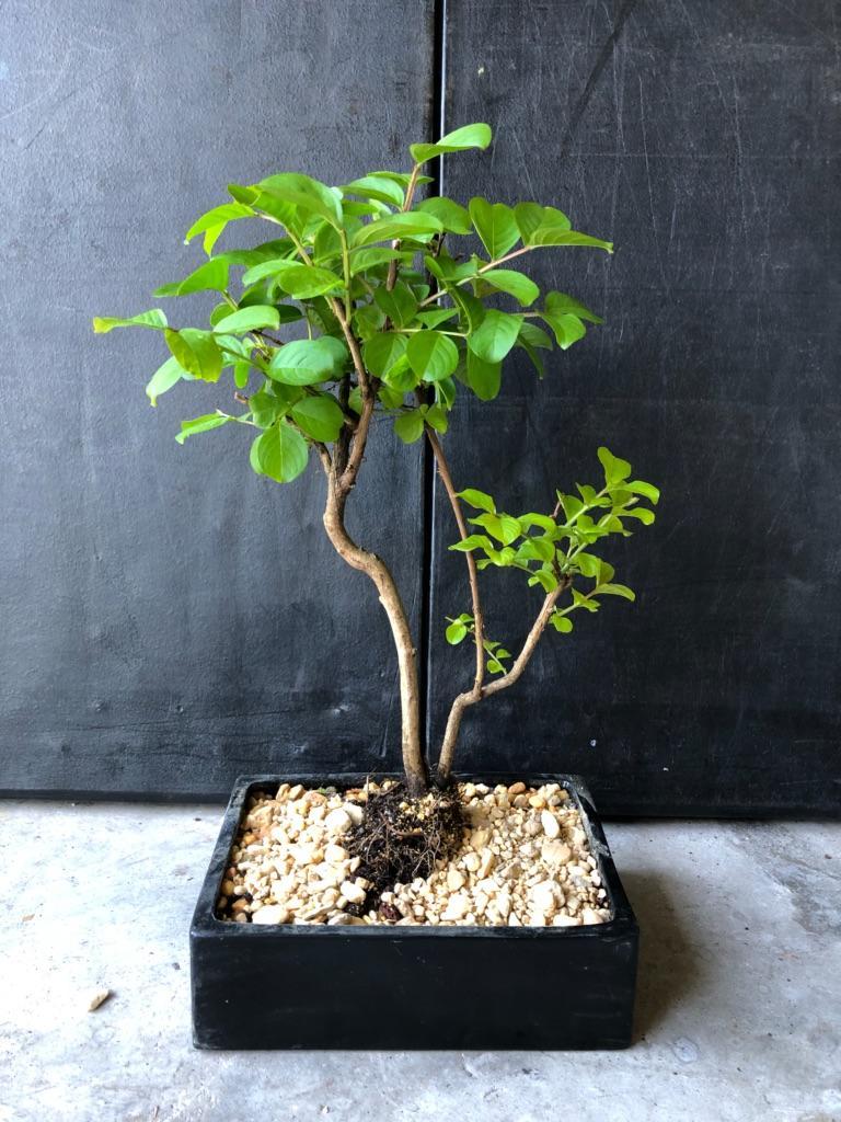 Crape Myrtle Flowering Bonsai Tree
