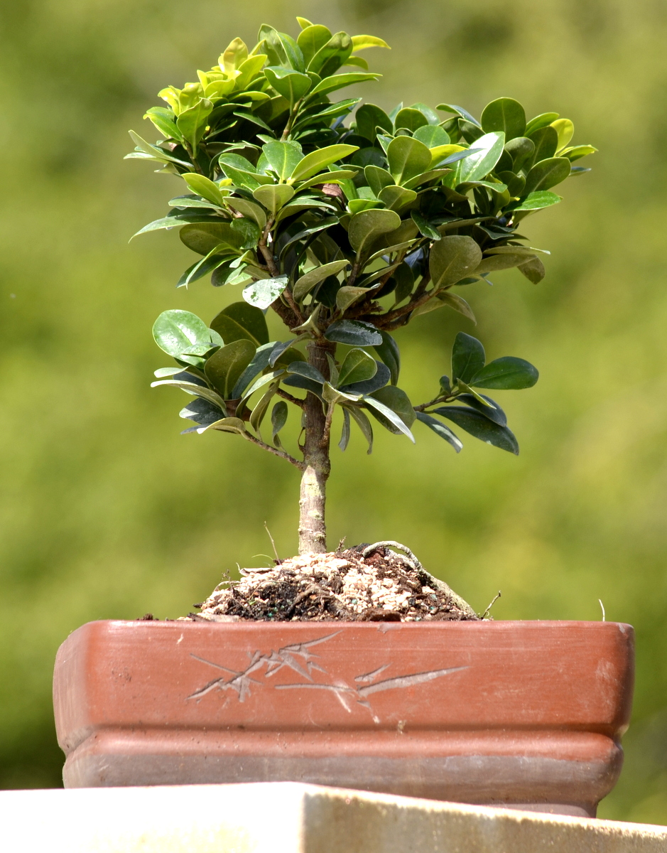 GREEN ISLAND FICUS 9YR bonsai tree