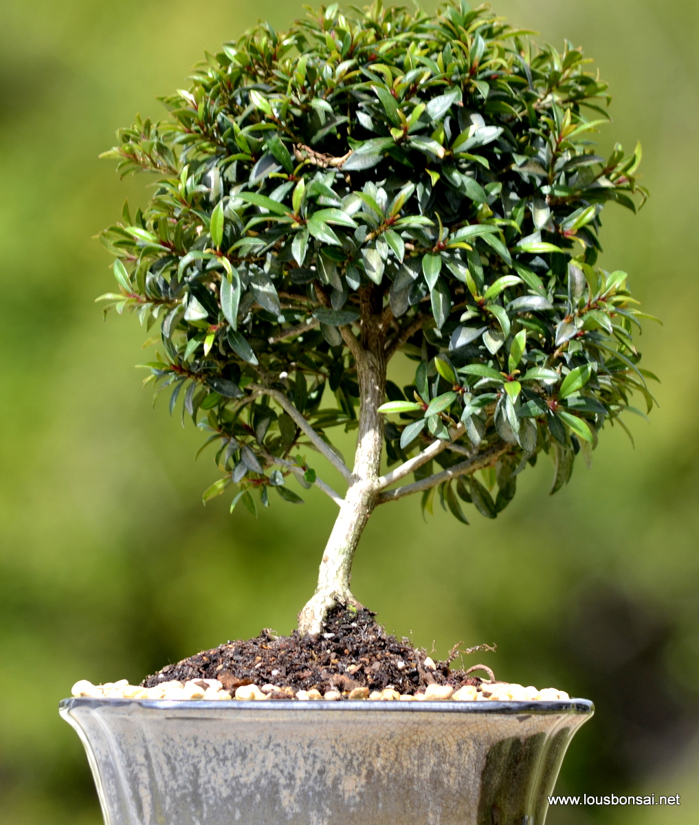 Brush Cherry Indoor Bonsai Tree Large