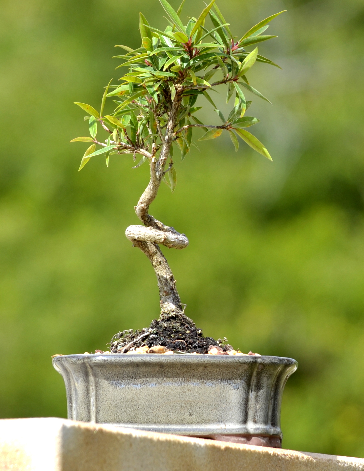 Coiled FICUS NERIOFOLIA Umbrella Bonsai Tree
