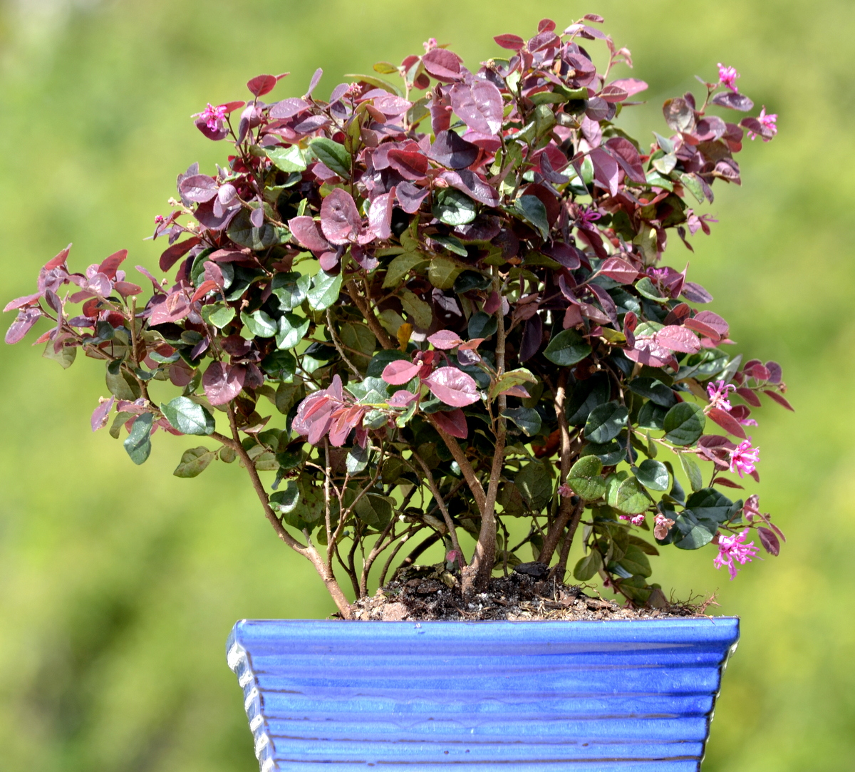 Fringe bonsai tree flowering pink