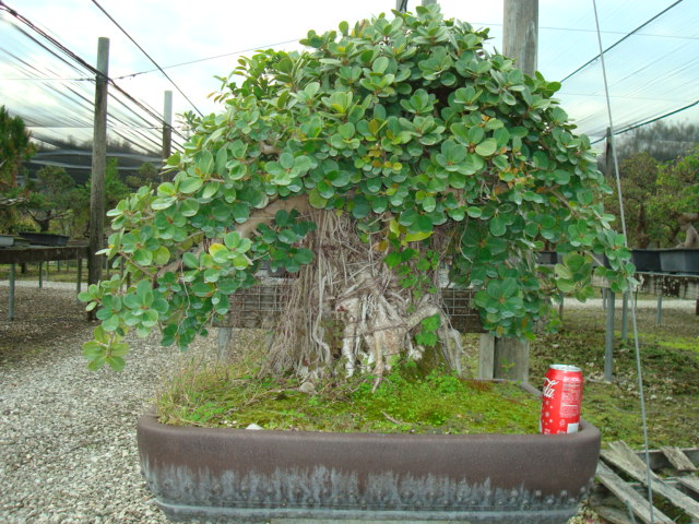 Green Island Ficus Specimen Bonsai Tree 50yrs Old sold
