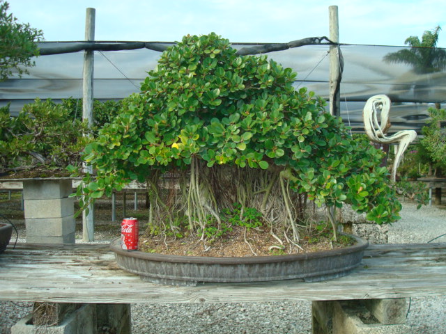 Green Island Ficus Specimen Bonsai Tree 80yrs Old sold