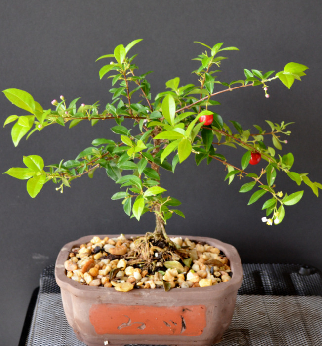 8y Trained Weeping Cherry Bonsai Tree