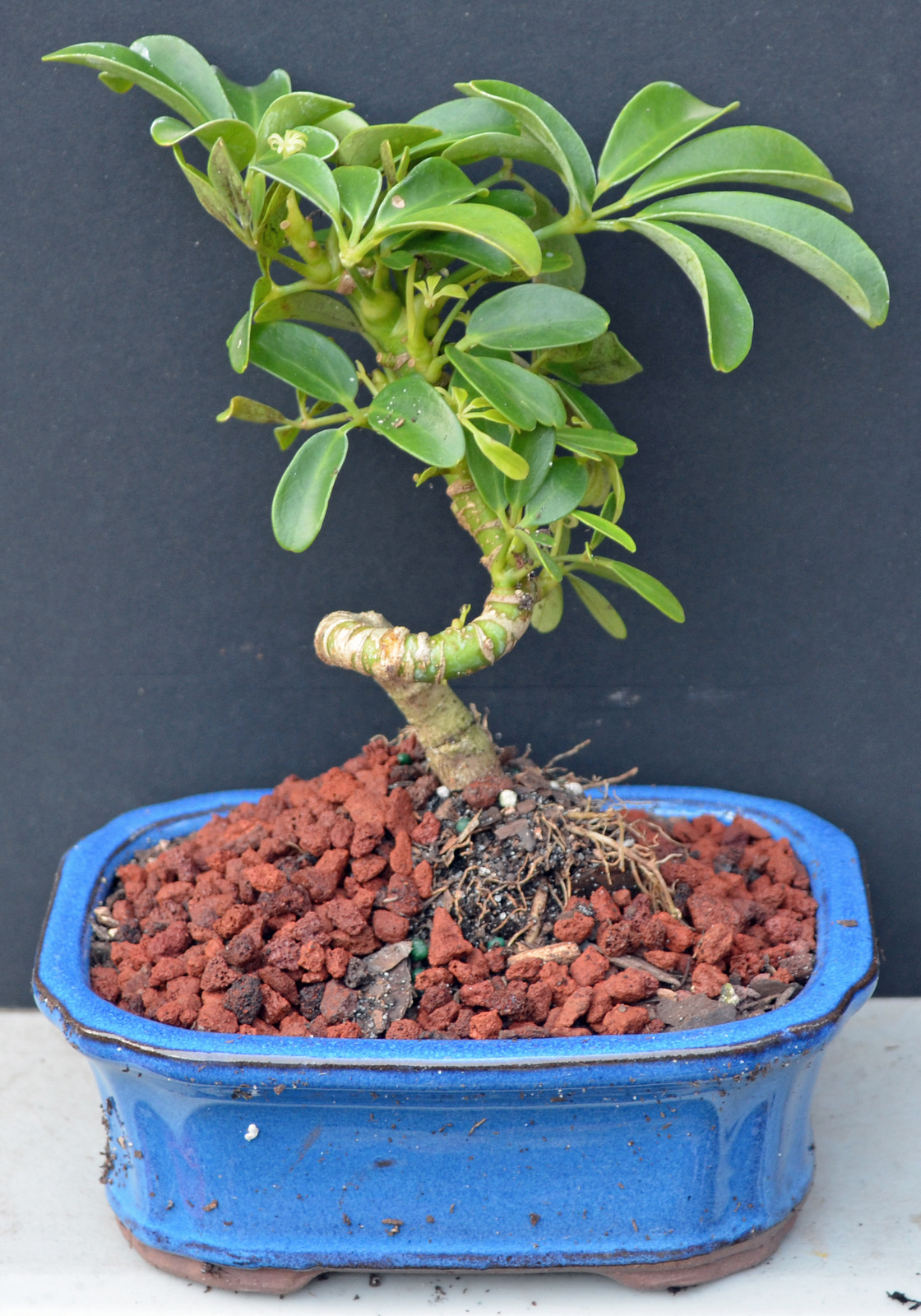 Coiled Umbrella Small Indoor Bonsai Tree Small