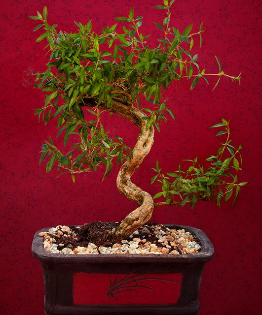 Flowering Serissa Bonsai Tree By Lousbonsai