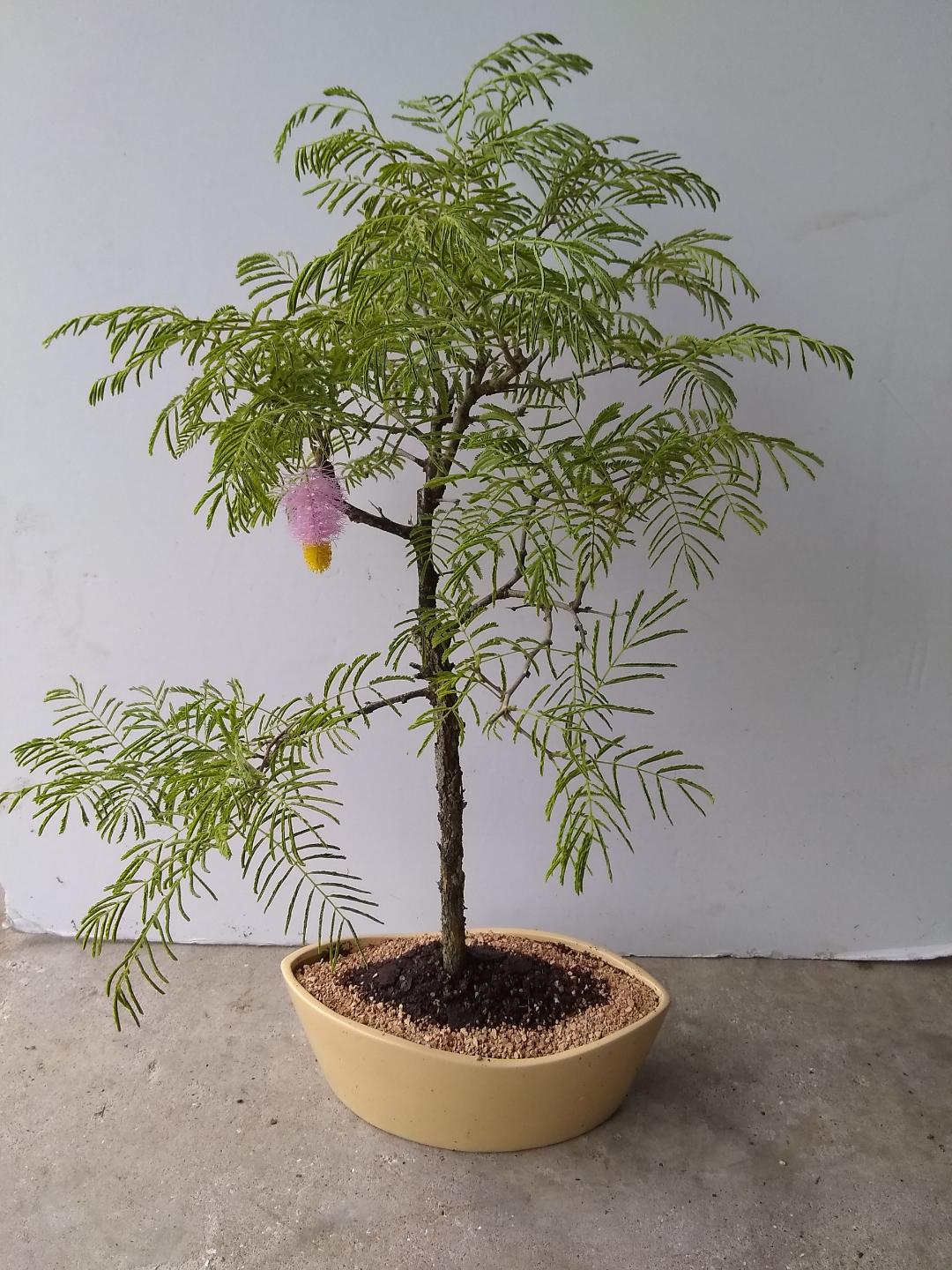 Princess earrings bonsai tree