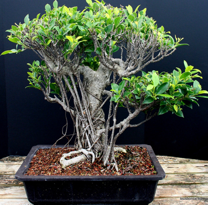 50Yr Monster Ficus Retusa Lr2 Imported Specimen Bonsai Tree Po (SOLD)