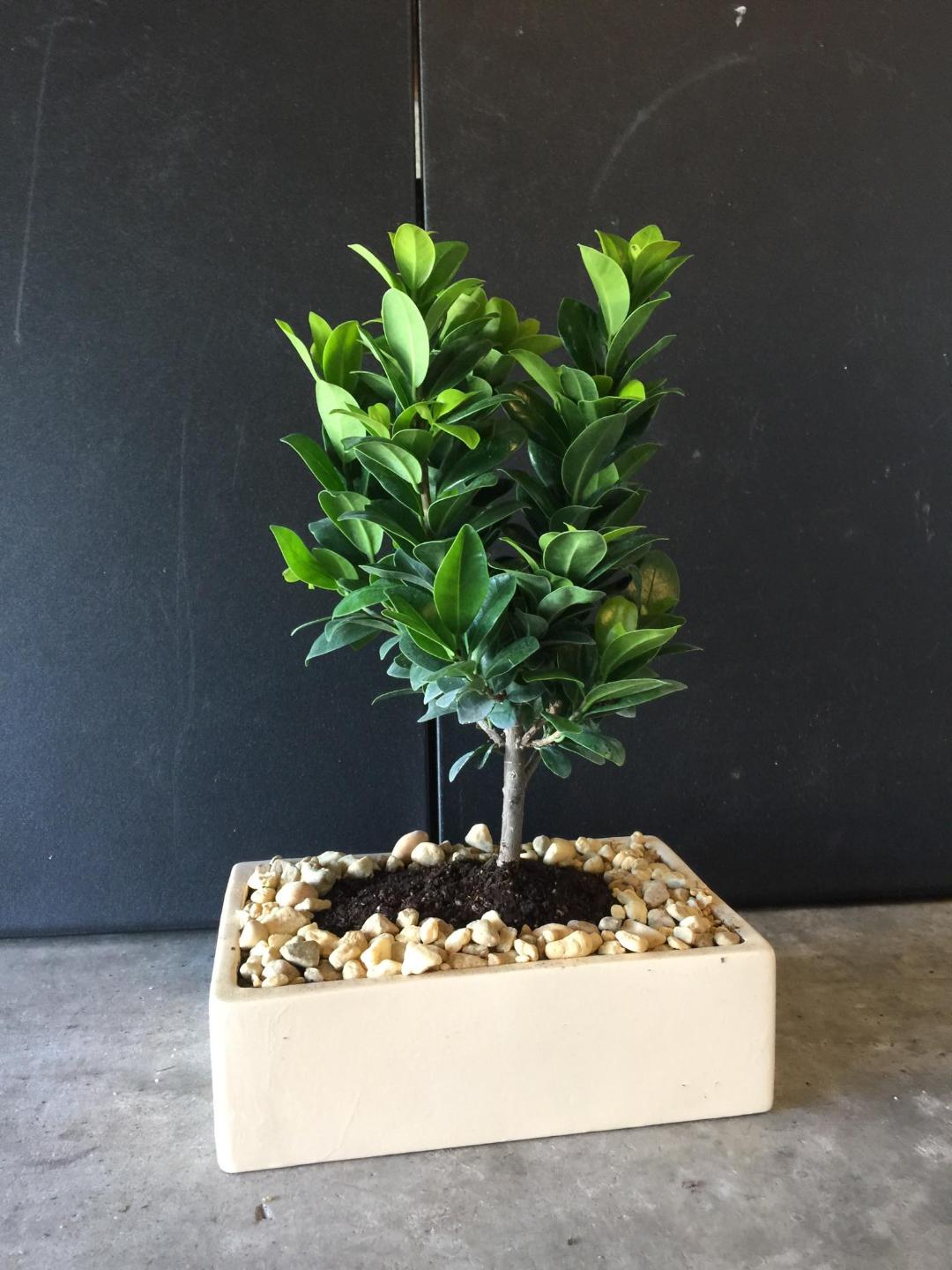 Green island flowering bonsai tree