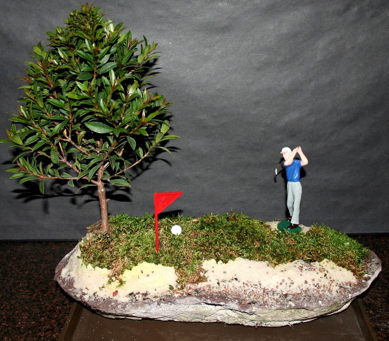 AMAZING GOLF BONSAI TREE SETTING (call to order)