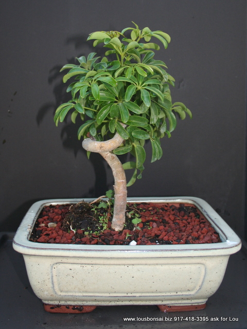 Coiled Hawiian Umbrella Bonsai Tree Medium