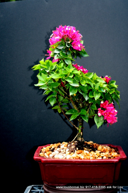 Saint Joes Flowering Bonsai Tree