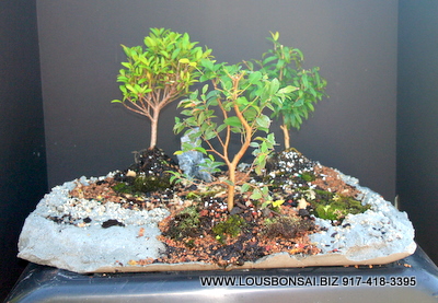 RED FLOWERING AZALEA 3 BONSAI TREE ON SLAB