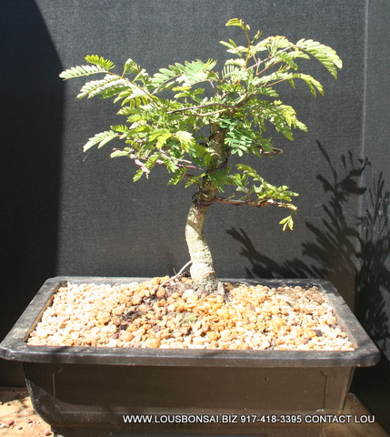 Mimosa Bonsai Tree 12yrs Old