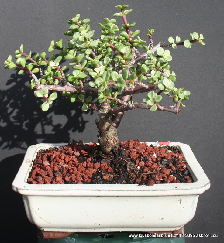 Small leaf Jade 10 YR Bonsai Tree