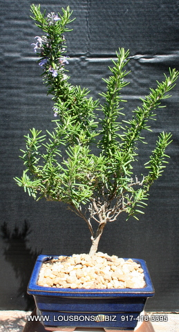Rosemary Blue Flowering Bonsai Tree
