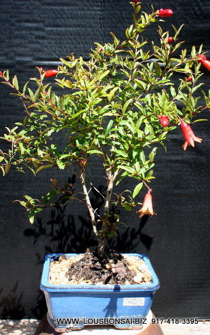 Pomegrante Dwarfed Bonsai Tree 9yrs Old