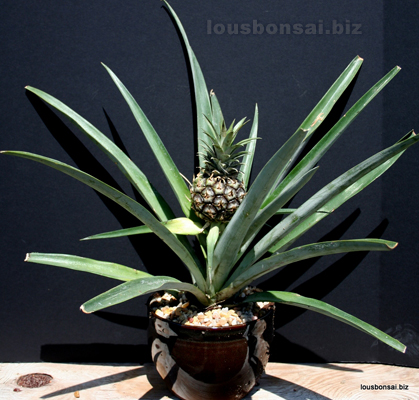 REAL MINI PINEAPPLE Bonsai Tree