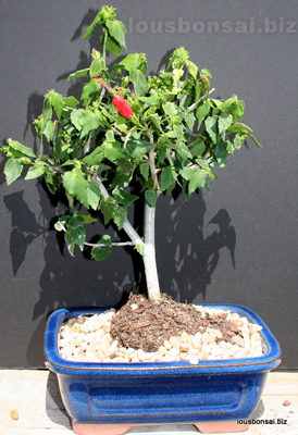 Hibiscus Flowering Dwarf Bonsai tree