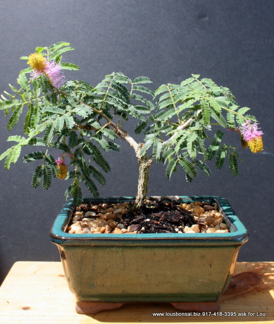 Princess Earrings Flowering Bonsai Tree