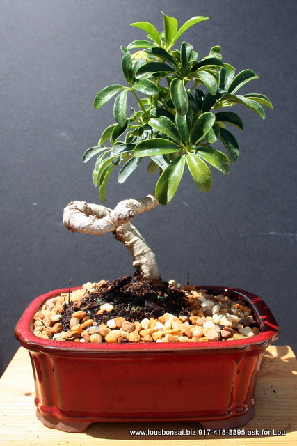 Hawaiian Coiled Umbrella Bonsai Tree Medium